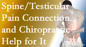Gormish Chiropractic & Rehabilitation shares recent research on the connection of testicular pain to the spine and how chiropractic care helps its relief.