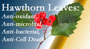 Gormish Chiropractic & Rehabilitation shares new research regarding the flavonoids of the hawthorn tree leaves’ extract that are antioxidant, antibacterial, antimicrobial and anti-cell death. 