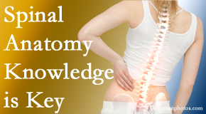 Gormish Chiropractic & Rehabilitation knows spinal anatomy well – a benefit to everyday chiropractic practice!