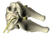 cervical spine