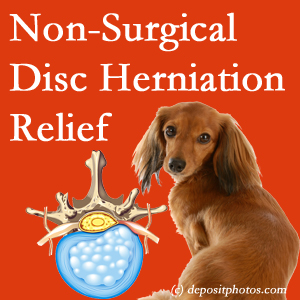 Often, the Carrolltown disc herniation treatment at Gormish Chiropractic & Rehabilitation effectively reduces back pain for those with disc herniation. (Veterinarians treat dachshunds’ discs conservatively, too!) 