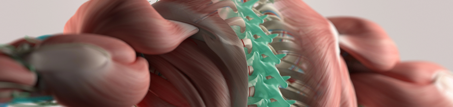 Carrolltown thoracic spine