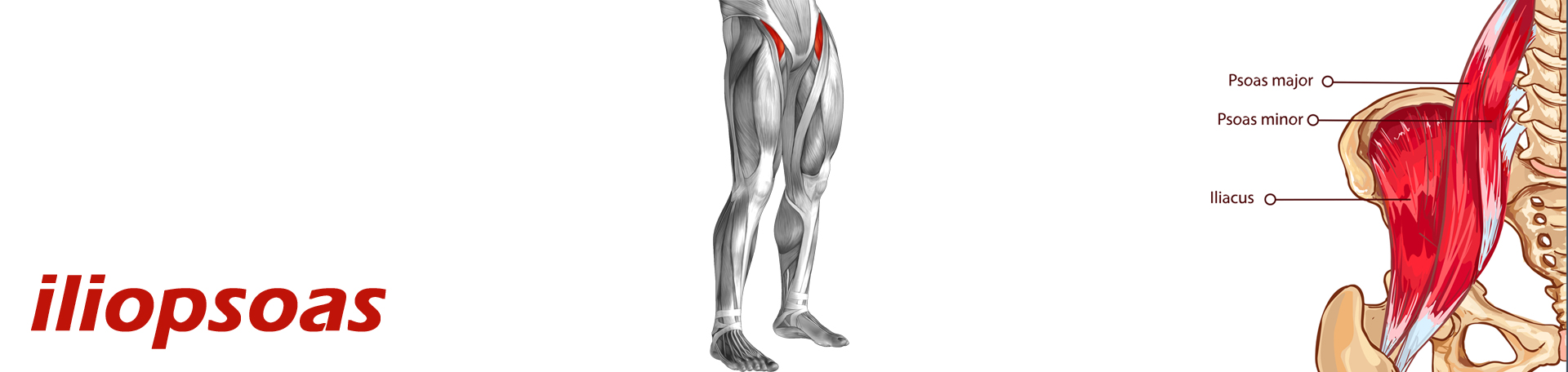 Carrolltown Back Pain and Iliopsoas Muscle Link