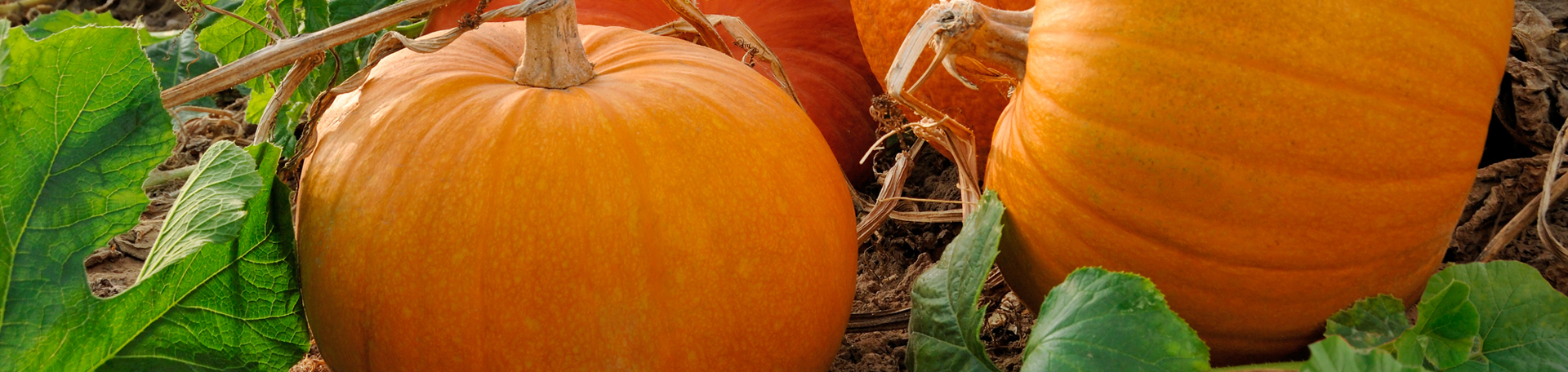 Carrolltown Pumpkin Leaves’ help for degenerated discs